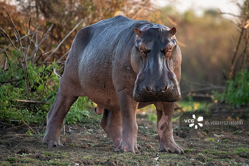 河马，曼泽湖，塞卢斯禁猎区，坦桑尼亚图片素材