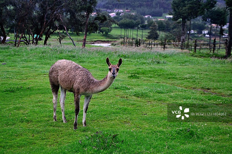 秘鲁卡哈马卡图片素材