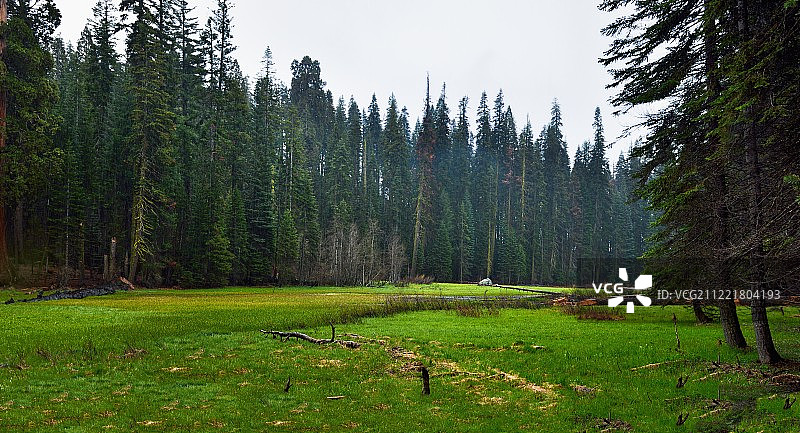 新月草甸与巨型森林图片素材
