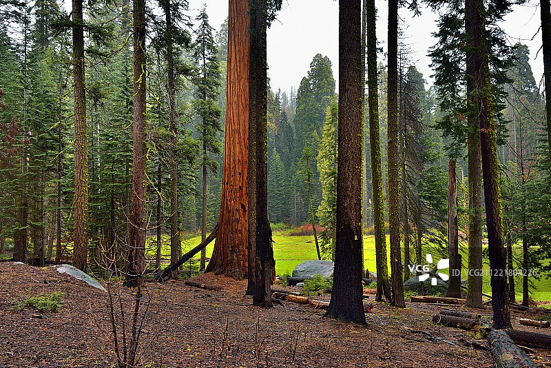 透过树木看远处的树林图片素材