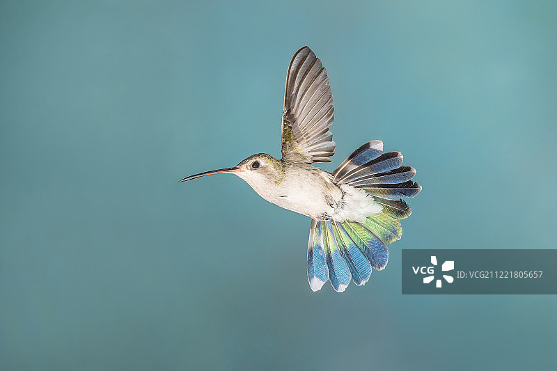 阔嘴蜂鸟图片素材