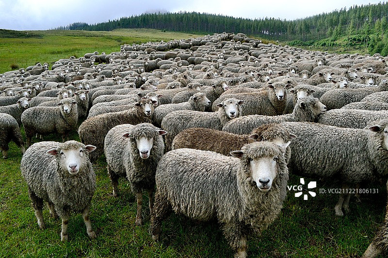 秘鲁卡哈马卡图片素材