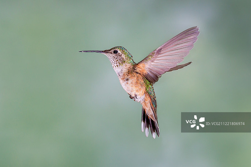 宽尾蜂鸟图片素材