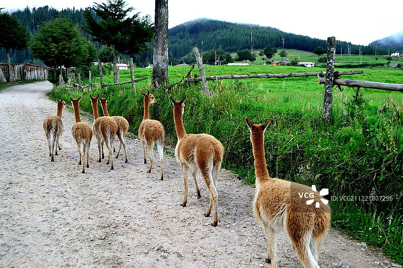 秘鲁卡哈马卡图片素材