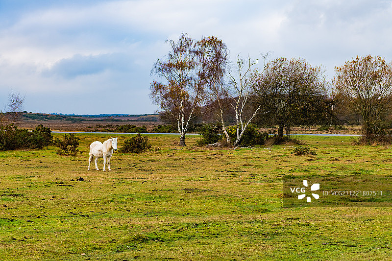 白马图片素材
