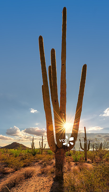 索诺兰沙漠图片素材