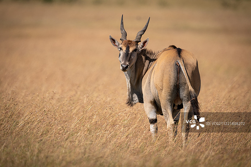 大羚羊在长草中回望图片素材