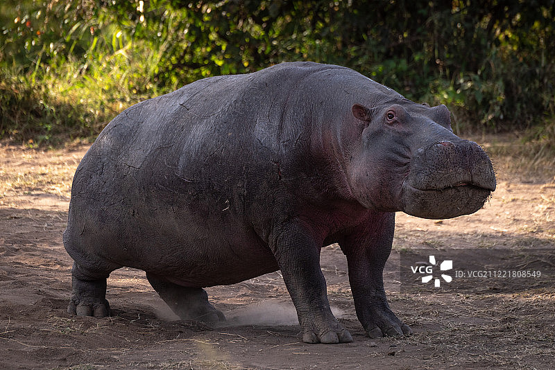 站在泥土里看着镜头的河马图片素材