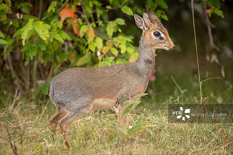 柯氏小羚羊站在灌木丛中图片素材