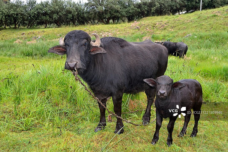 秘鲁卡哈马卡图片素材