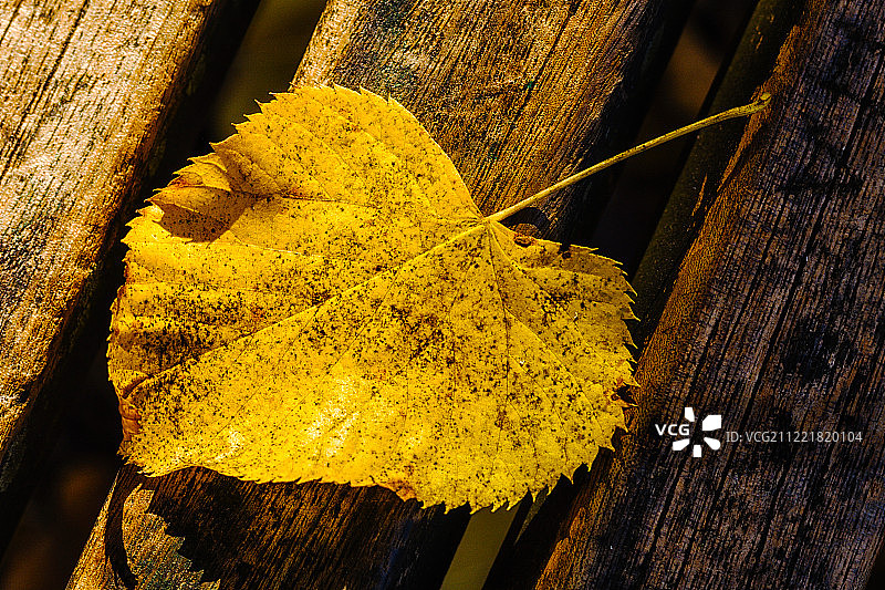 秋季系列 (13085)图片素材