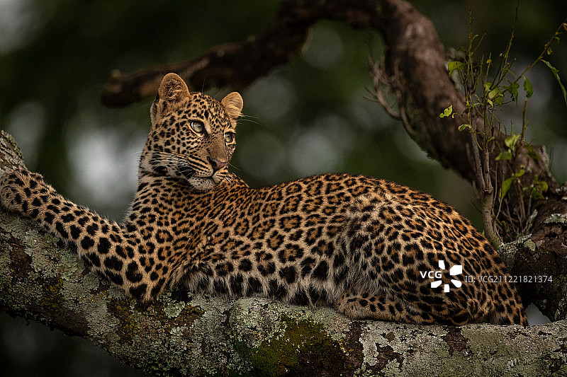 躺在长满地衣的树枝上的猎豹回头看图片素材