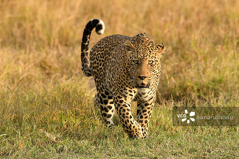 豹子正面照图片素材
