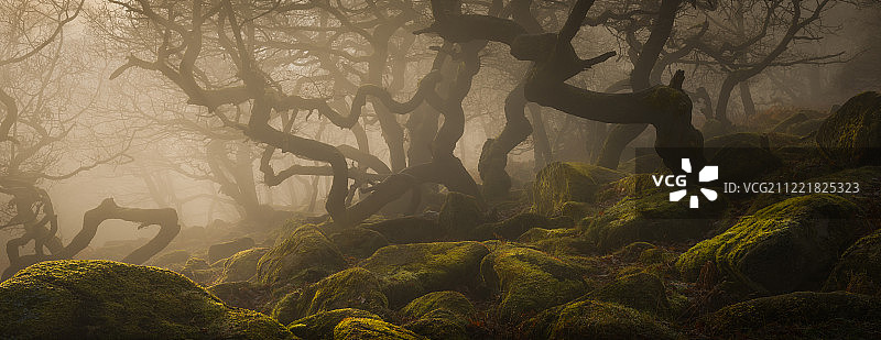 峰区古老的林地图片素材