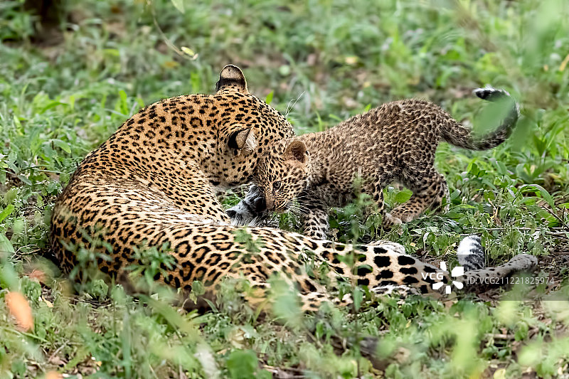 豹妈妈和小豹图片素材