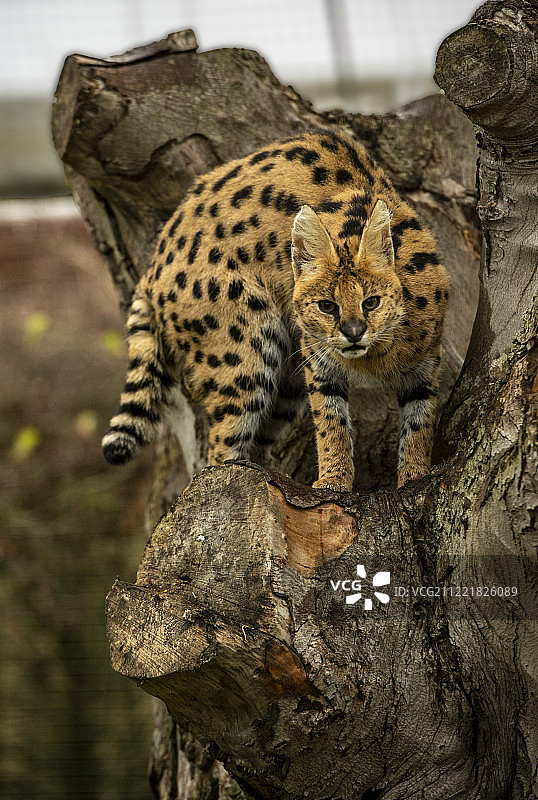 狞猫系列图片素材