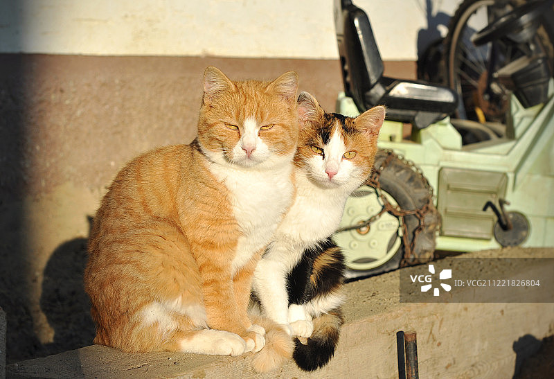 两只猫在院子里晒日光浴，奇怪地看着照片图片素材