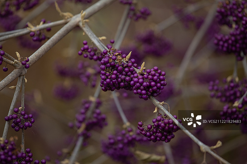树枝上生长的紫金牛图片素材