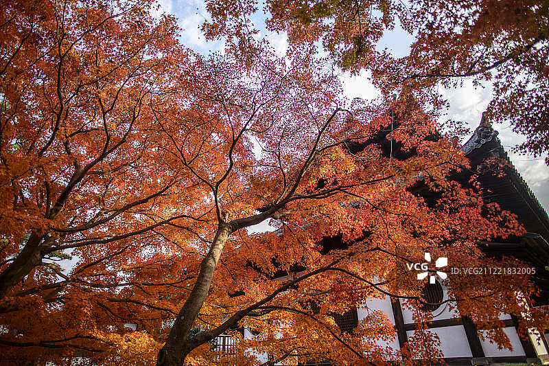 枫叶季图片素材