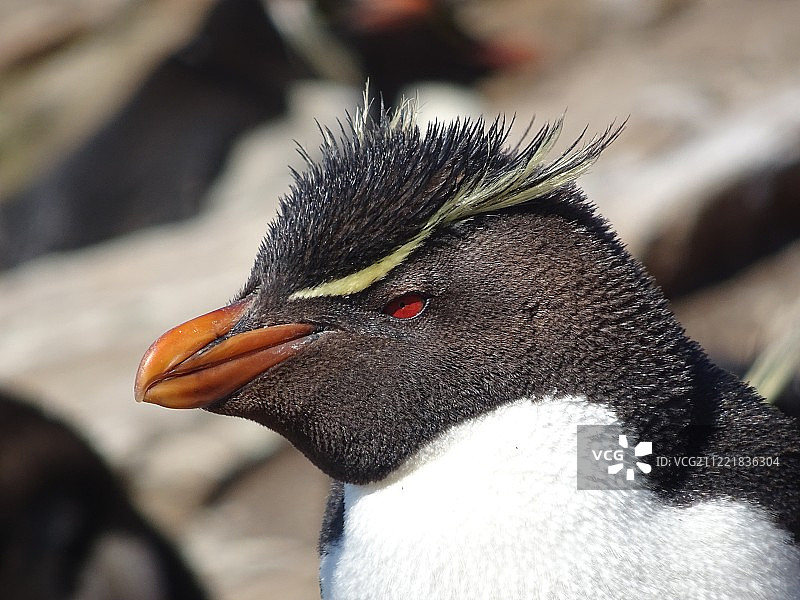 马尔维纳斯群岛图片素材