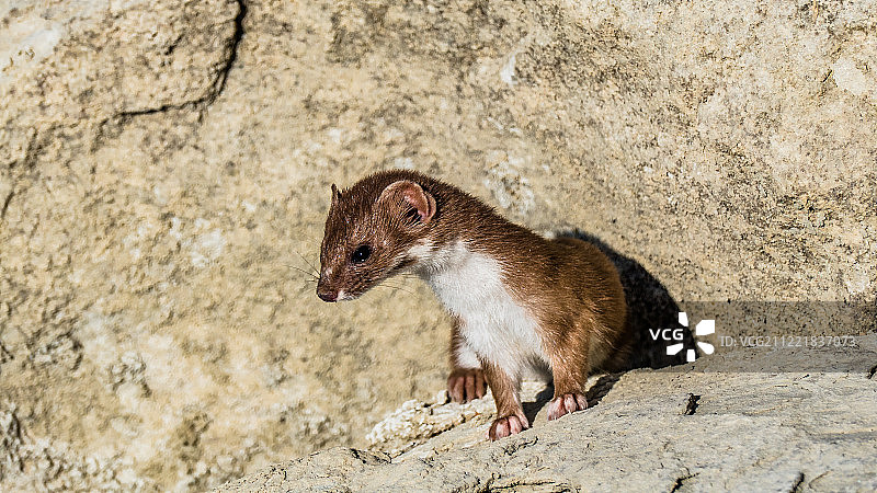 黄鼠狼图片素材