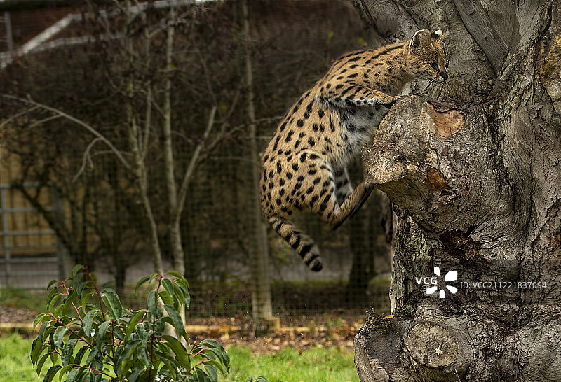狞猫系列图片素材