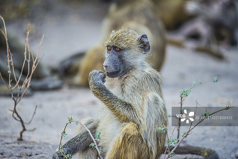 猴子侧面轮廓图片素材