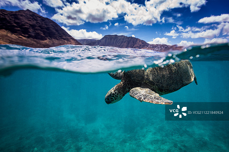 玛卡哈海龟图片素材
