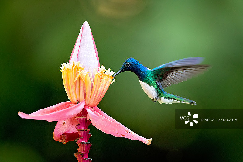 白颈蜂鸟图片素材