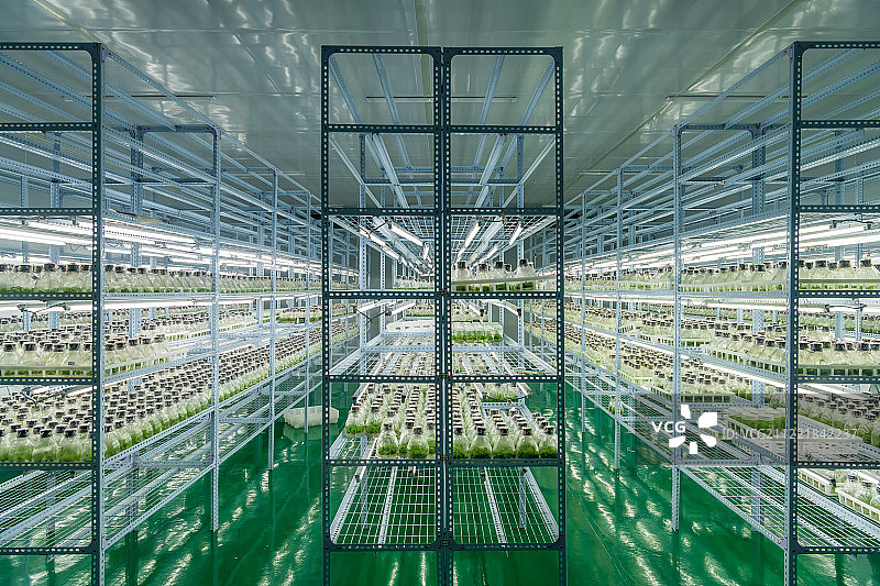 植物克隆基地实验室内部科研场景图片素材