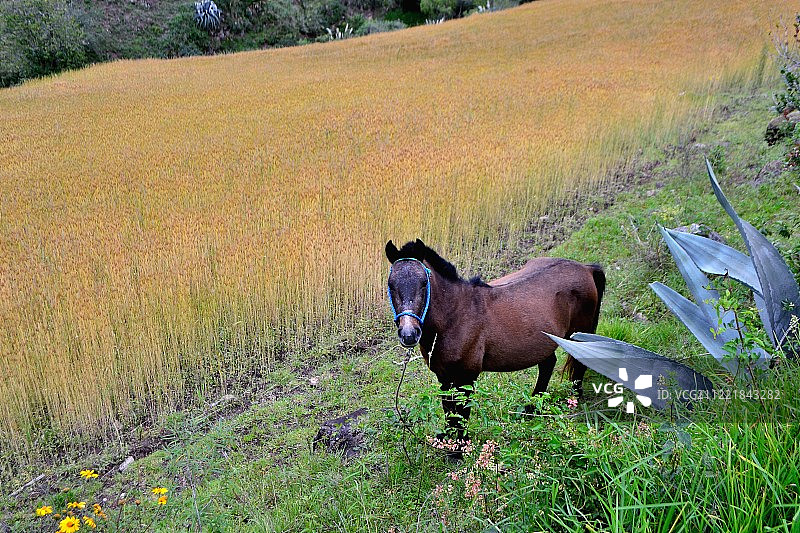 秘鲁万卡班巴图片素材