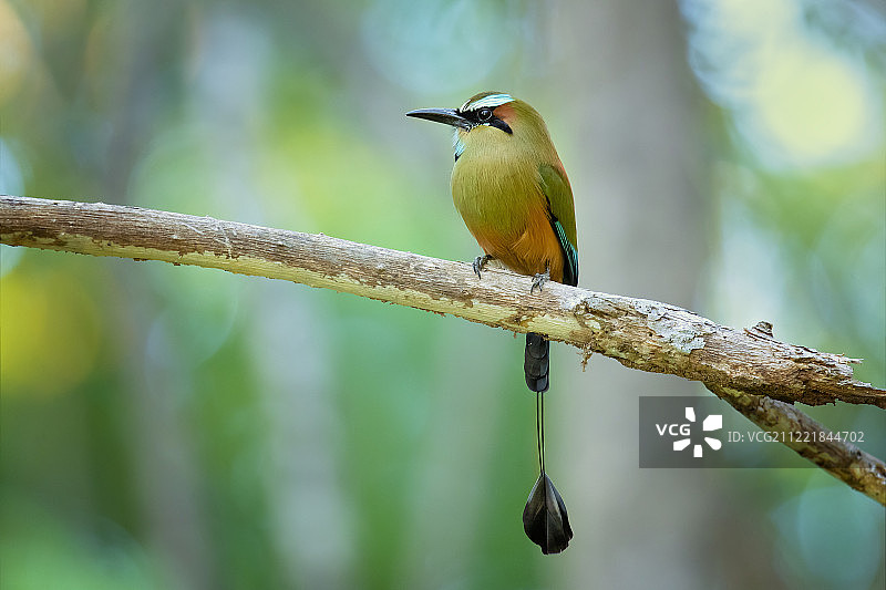 绿咬鹃图片素材