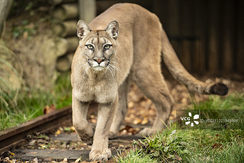 美洲狮系列图片素材