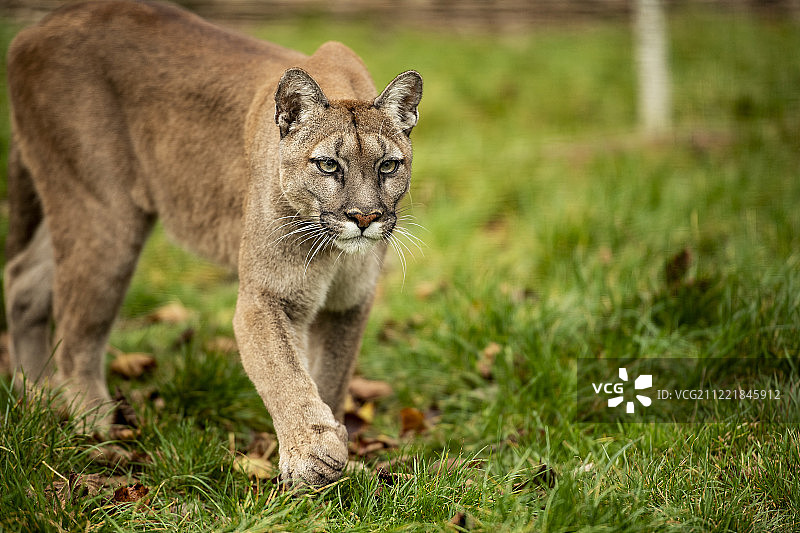 美洲狮系列图片素材