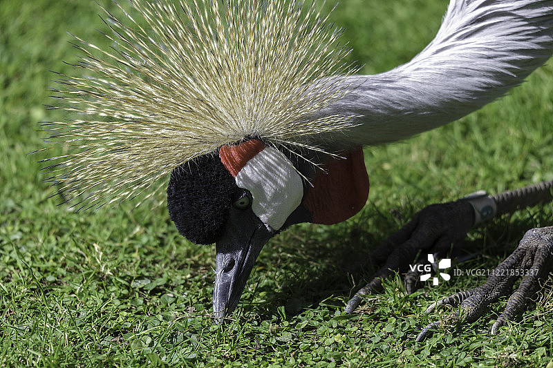正在寻找食物的黑冠鹤图片素材