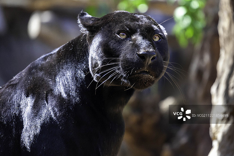 黑色美洲虎图片素材