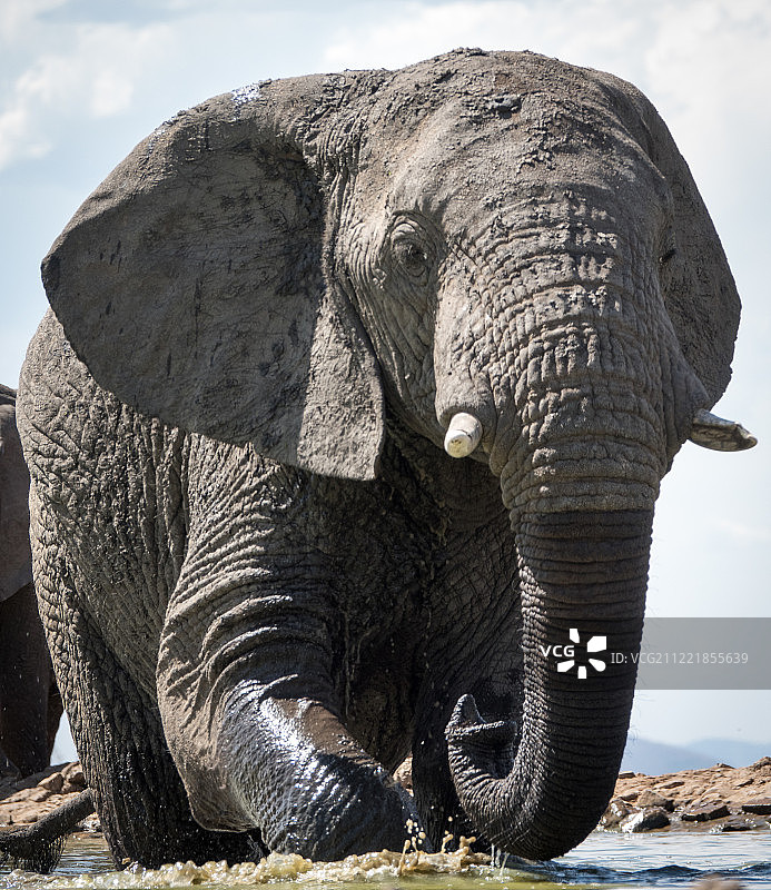 动物形象图片素材