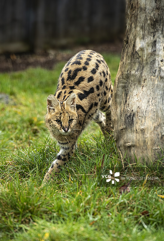 狞猫系列图片素材