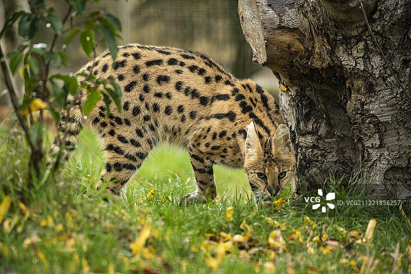 狞猫系列图片素材