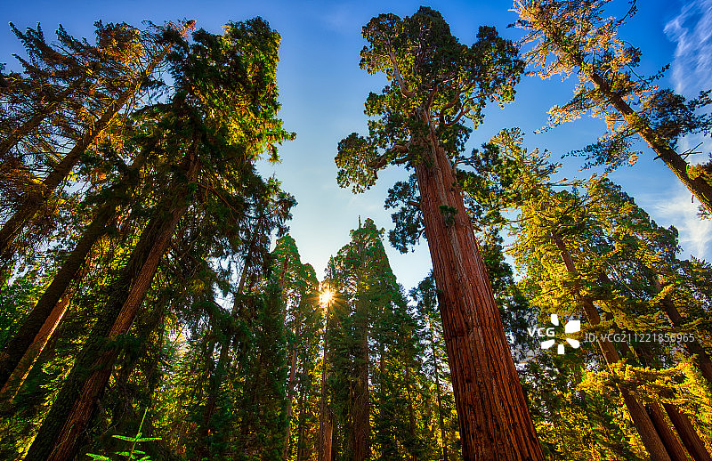 红杉林日出图片素材