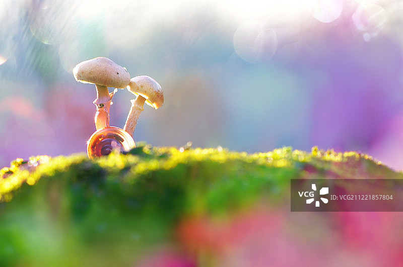 两朵蘑菇和蜗牛壳图片素材