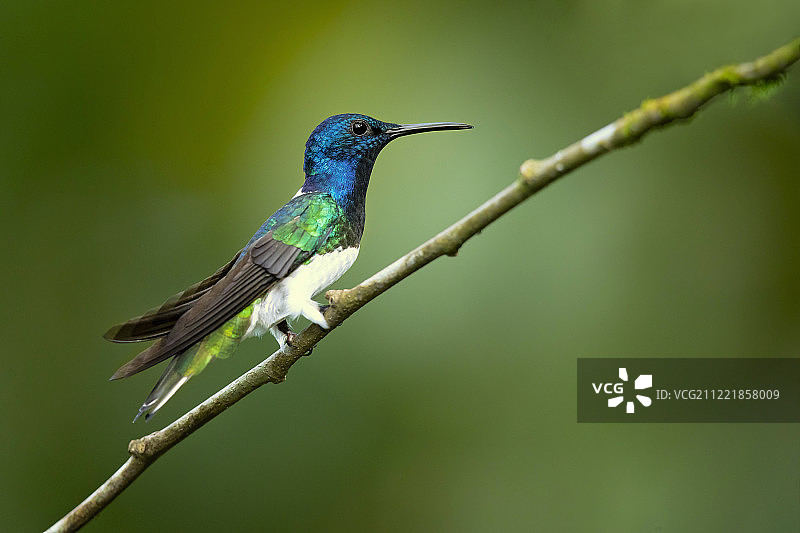 白颈蜂鸟图片素材