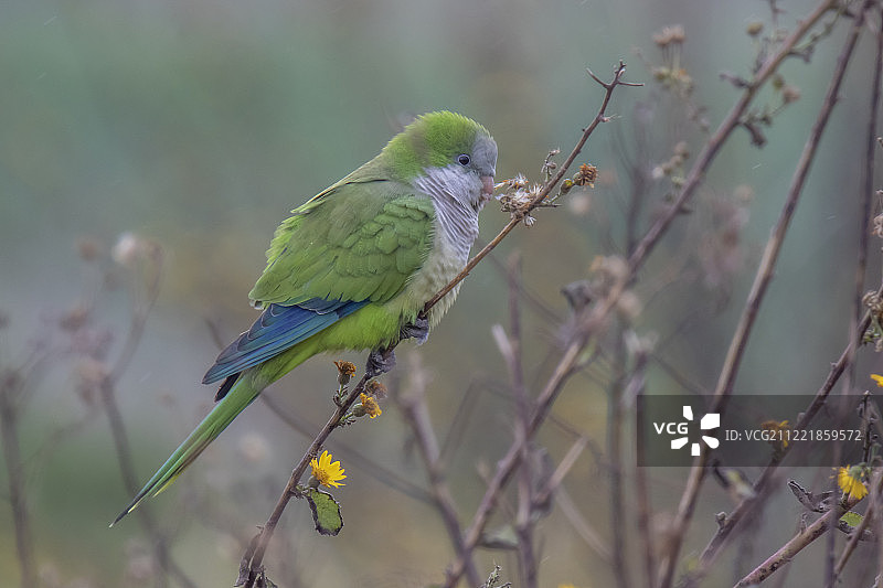 栖息在树枝上的僧侣鹦鹉图片素材
