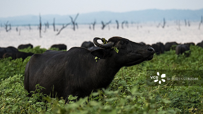 斯里兰卡嘟嘟车之旅图片素材