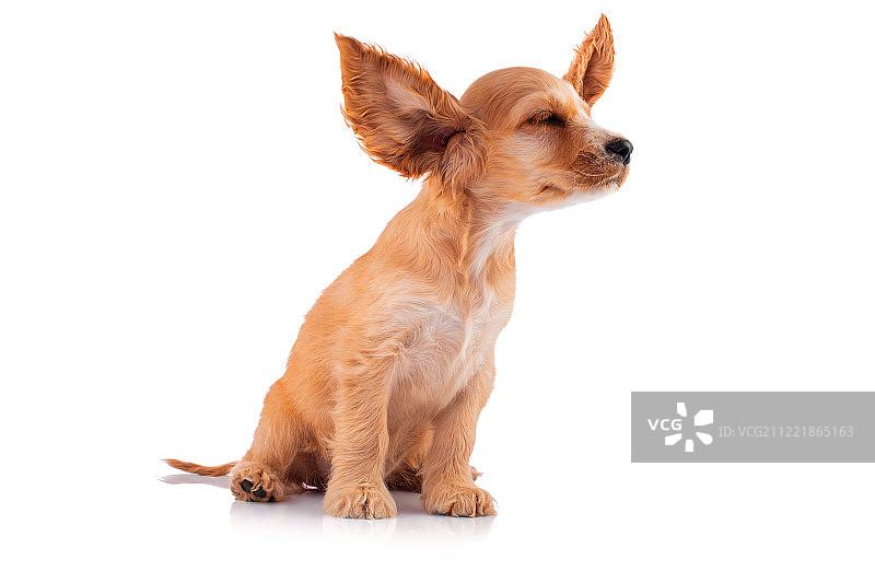 白色背景下的可卡犬幼犬图片素材