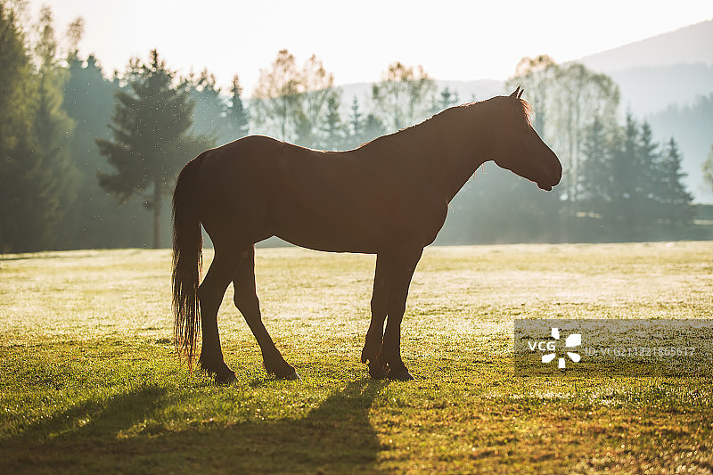 山间野马在草甸上沐浴着神秘日出图片素材