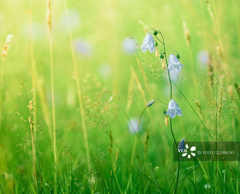 夏季草地和鲜花图片素材