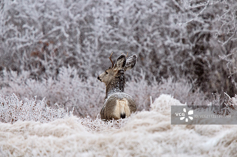 霜冻中的鹿图片素材