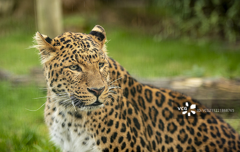 华北豹系列图片素材