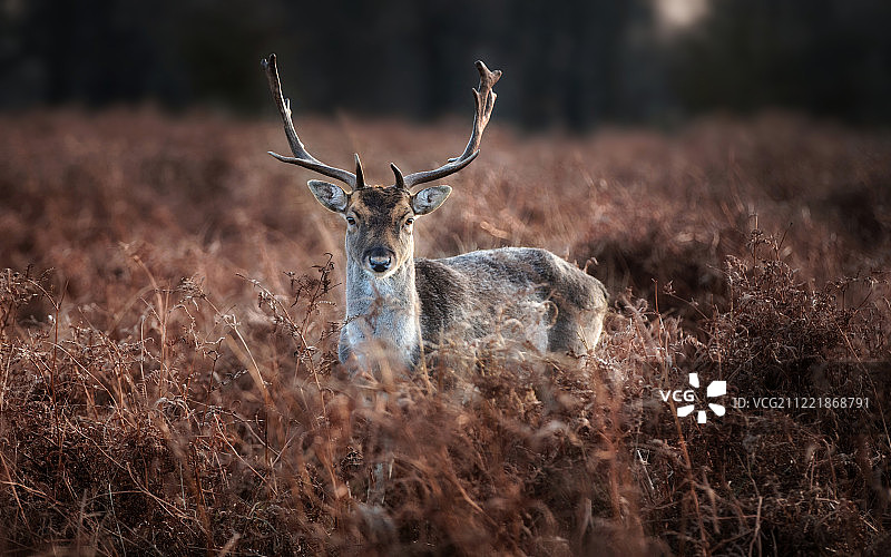 自然图像图片素材